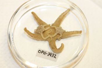 Media type: image;   Invertebrate Zoology OPH-3432 Description: Preserved specimen.;